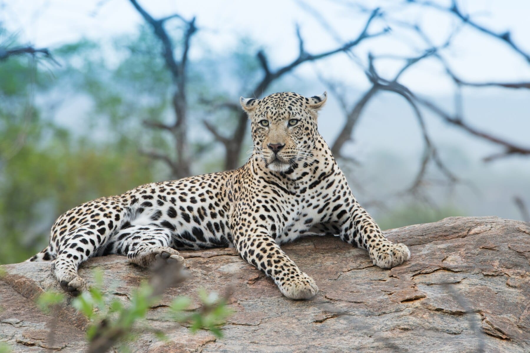 Leopard resting on a rock in Jawai