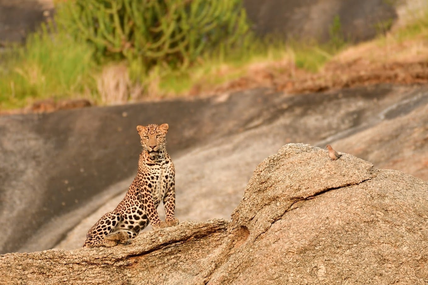 Leopard sitting on a large rock during safari