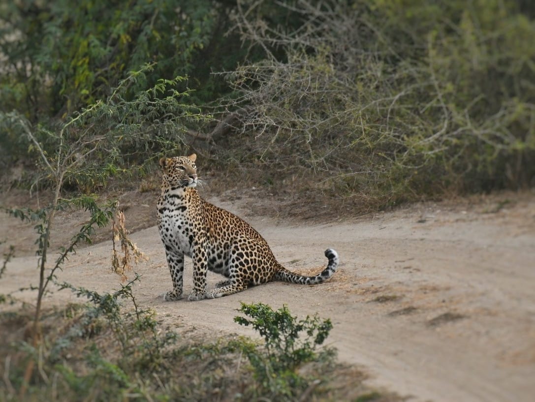 Leopard sitting near a dusty trail in Jawai
