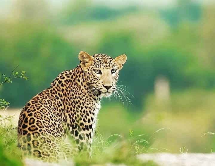 Leopard sitting among Jawai rocks and grass