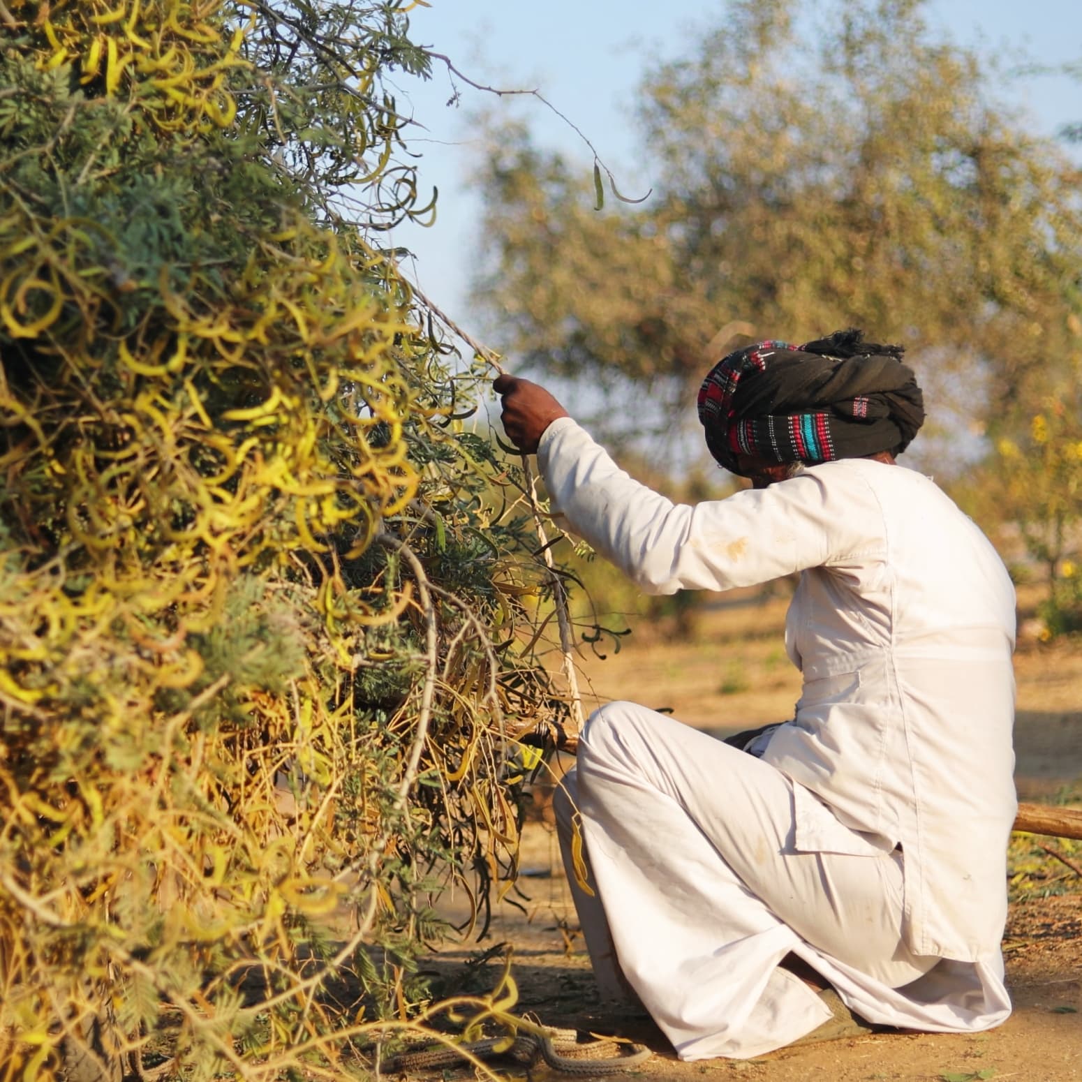 Local guide in traditional dress during the Jawai experience